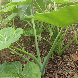 广西广菜苗白芋大苗食梗白梗芋白叶芋蒙芋荷蔬菜种苗盆栽地栽2棵