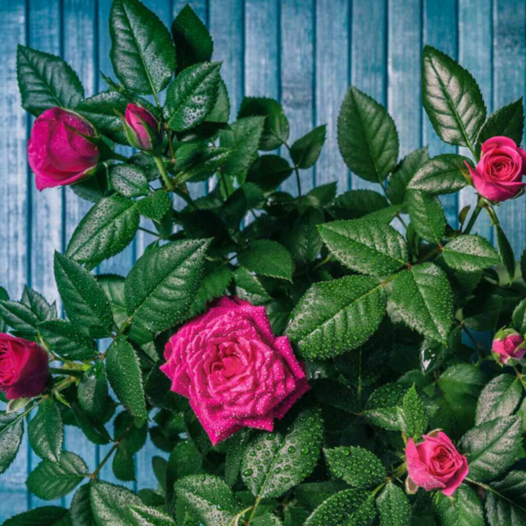 百衣百顺之男女潮流服饰