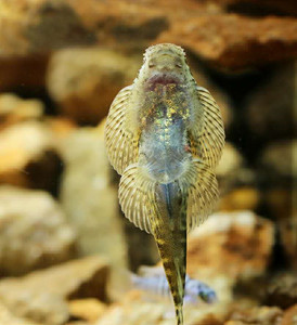 麦氏拟腹吸鳅淡水底栖观赏工具鱼冷水除燥鱼生态缸活体原生鱼