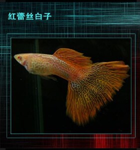 000人付款淘宝红蕾丝白子孔雀鱼大刀阔斧使可有成29.