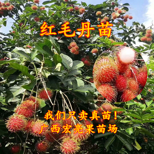 红毛丹果树苗泰国海南毛荔枝树苗盆栽地栽当年结果带土带叶发货
