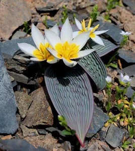 tulipa regelii 波叶郁金香  稀有植物种子