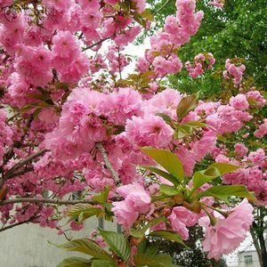 庭院植物樱花树苗 重瓣樱花苗嫁接早樱晚樱樱花小苗绿化苗木