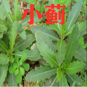 河南焦作新鲜小蓟饮子小蓟刺菜 刺角芽刺儿菜带根全草四鲜汤500克