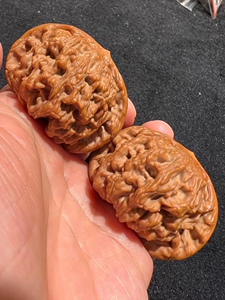 一瓣清心-48精品狮虎兽矮桩麦穗虎头粗筋文玩把玩文玩核桃0316