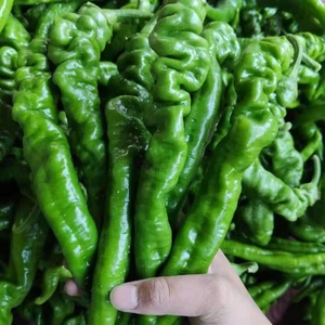 一窝蜂辣椒