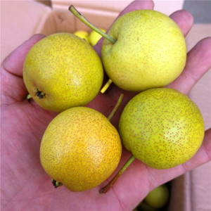 东北长白山小香水梨新鲜水果多汁延边特产非南果梨5斤整箱包邮