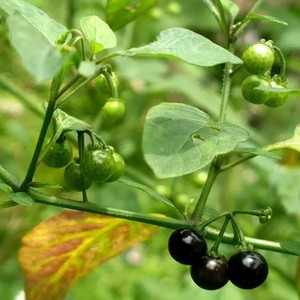 新鲜乌点规钮草钮仔草乌目菜乌疔草点归菜乌归表龙葵苦葵乌点归