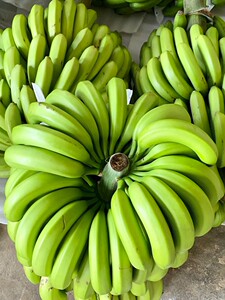 威廉斯香蕉 9斤包邮 自行催熟 现摘现发 1斤2.3个