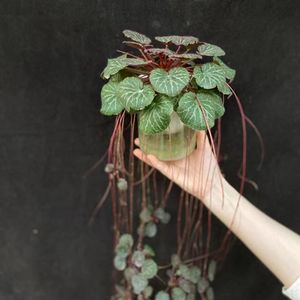 金丝荷叶 虎耳草 针对荨麻疹中耳炎室内观赏及药用价值中药材料
