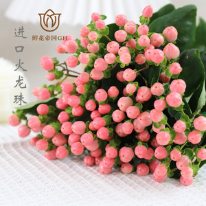 荷兰进口粉色火龙珠相思豆鲜切花水养水培花期长北京同城速递鲜花