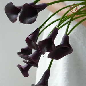 鲜花帝国进口白色海芋鲜切花马蹄莲水养5支新娘手捧花花材