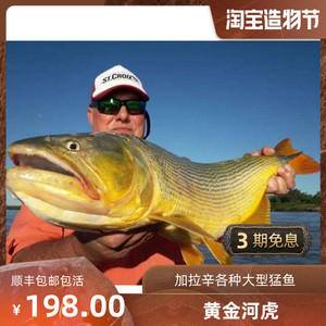大型加拉辛猛鱼活体 食肉猛鱼 黄金河虎 哥伦比亚巨暴鱼