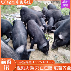 藏香猪幼崽活体种纯种巴马小香猪仔黑猪成年种猪怀孕母猪养殖活苗