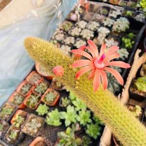 黄金条仙人柱猴尾柱多肉植物室内盆栽开花仙人掌室内防辐射绿植