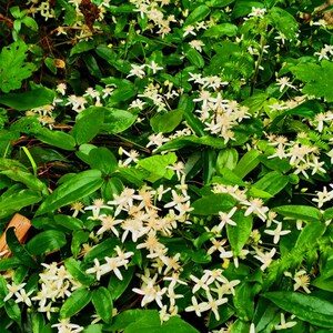 威灵仙苗爬藤中草药铜脚铁线莲种根现采威邻仙藤庭院窗台夏季开花