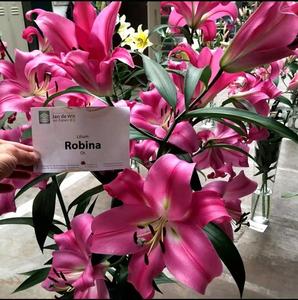 荷兰进口香水百合花种球OT系列罗宾娜16/18包对版一代球滇南园艺