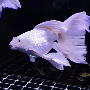 纯种球体石膏白台湾蝴蝶鲤活体活鱼冷水锦鲤鱼短身小型观赏鱼包邮