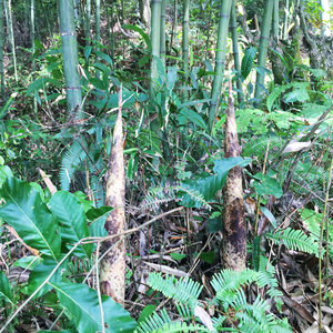 乡里乡亲 石笋3斤 农家野生清水石笋福建三明尤溪特产