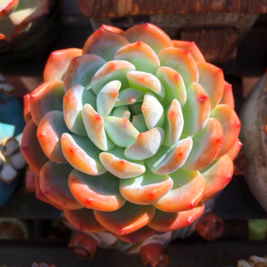 8052人付款淘宝橙梦露多肉植物超萌肉肉植物室内阳台精品四季盆栽血