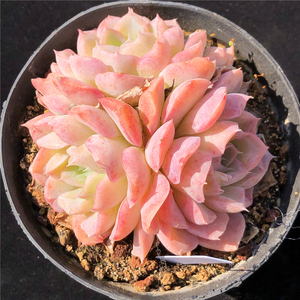 牛奶糖多肉植物韩国进口大群生 一物一拍 办公室阳台观赏绿植花卉