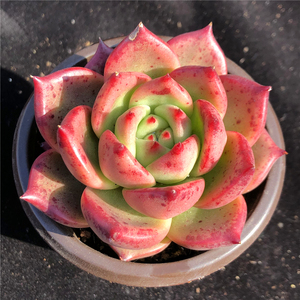 皮蛋 多肉植物 东云系 杂交品种 一物一拍 组合拼盘 绿植花卉绿植