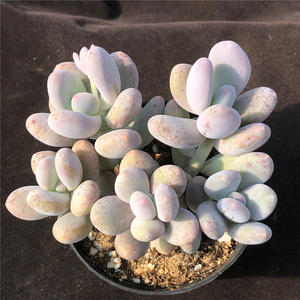 tb79868725淘宝鸡蛋美人多肉植物一物一拍奶老桩整群超仙大单头