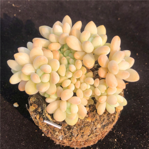 薄荷奶糖1v2多肉(2023已更新(抖音/知乎)-第1张图片-西安论坛资讯