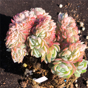 贝瑞缀化 多肉植物龙头缀 朵朵缀 一物一拍 组合拼盘盆栽绿植花卉