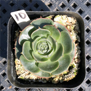 澳洲圆叶罗西玛 丸叶 红色小贵货 多肉植物一物一拍 绿植花卉园艺