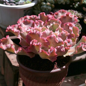 高砂之翁包菜多肉植物老桩巨大株单头易成活肉肉绿植盆栽净化空气