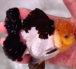 兰寿泰狮原泰进口黑白玛丽观赏鱼淡水冷水鱼私拍不发货