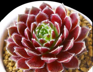 淘宝状态佳 观音莲 紫牡丹 多肉植物盆栽 肉肉植物 花卉植物 小盆栽