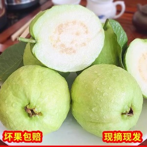 广东白心芭乐台湾珍珠番石榴自然成熟新鲜水果季清脆低糖孕妇廉江