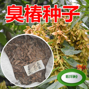 新采臭椿种子臭椿皮种子大果臭椿种籽子椿树和木砻树园林绿化