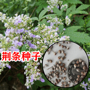 新采荆条种子黄荆种子道路护坡园林绿化树种多年生包邮