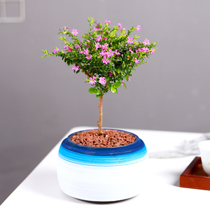 满天星盆栽带花苞四季好养易活室内花卉盆栽植物小绿植棒棒糖造型