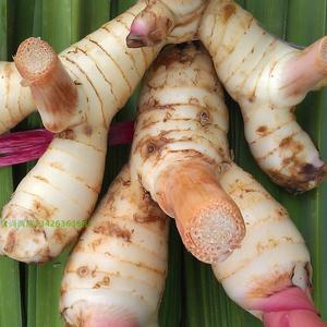 0011人付款淘宝泰国新鲜南姜 良姜芦苇姜木姜 泰国料理冬阴功汤调料