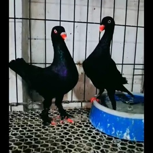 黑色魔鬼喜鹊鸽子种鸽活体一对毛脚黑皂角黑金刚观赏鸟受精蛋种蛋