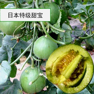 香瓜甜宝