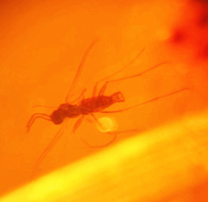 抚顺天然琥珀 虫珀 6只昆虫 蜜蜂 蚊子 实体保真 假一赔十