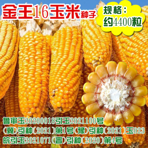 金王16玉米种子 大田审定杂交大穗茎秆粗壮无秃尖红轴玉米棒子籽