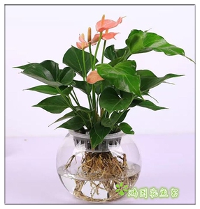 水培花卉 粉掌/红掌 水生植物 办公室桌面水养花卉盆栽 开花植物