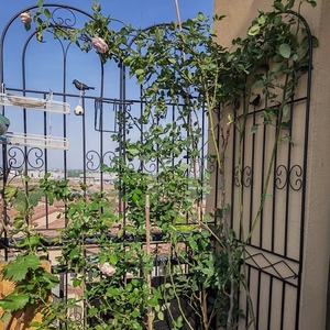 铁线莲月季爬藤架蔷薇植物攀爬支架户外庭院花园铁艺网格栅栏花箱