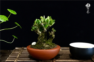 日本达摩栀子花进口10年盆龄微盆景指尖盆景掌上盆景原盆原土茶宠