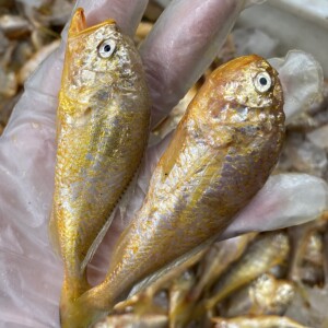 50小鱼儿海鲜淘宝黄花鱼新鲜海鲜冷冻鲜活小黄鱼大黄鱼海鱼水产5条