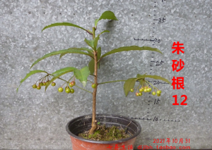 朱砂根小盆栽盆景八爪金龙珍珠伞黄金万两红运当头大罗伞盆栽盆景