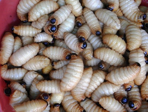 新鲜竹蛹 冷冻笋蛹 笋蛆竹虫 四川特产土特产精品 2斤起拍