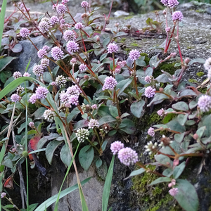 头花蓼 野生新货 四季红 太阳花 小红藤新鲜采摘鲜品500g包邮
