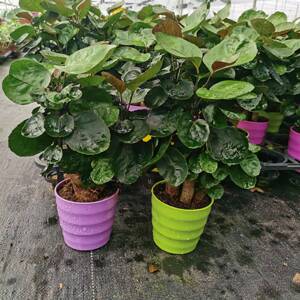 紫贝福禄桐圆叶钱多多盆栽中大型办公室客厅送礼金钱兜招财树绿植